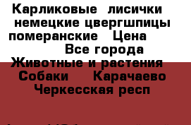Карликовые “лисички“  немецкие цвергшпицы/померанские › Цена ­ 35 000 - Все города Животные и растения » Собаки   . Карачаево-Черкесская респ.
